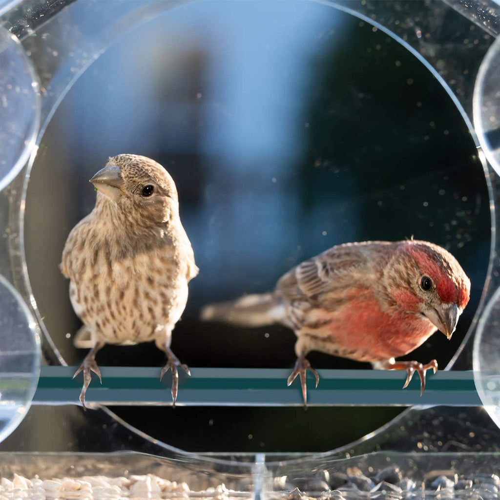 House-shaped Plastic Acrylic Bird Feeder, Acrylic Pet Bird Feeding Container